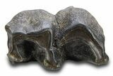 Fossil Woolly Rhino (Coelodonta) Tooth - Siberia #316644-2